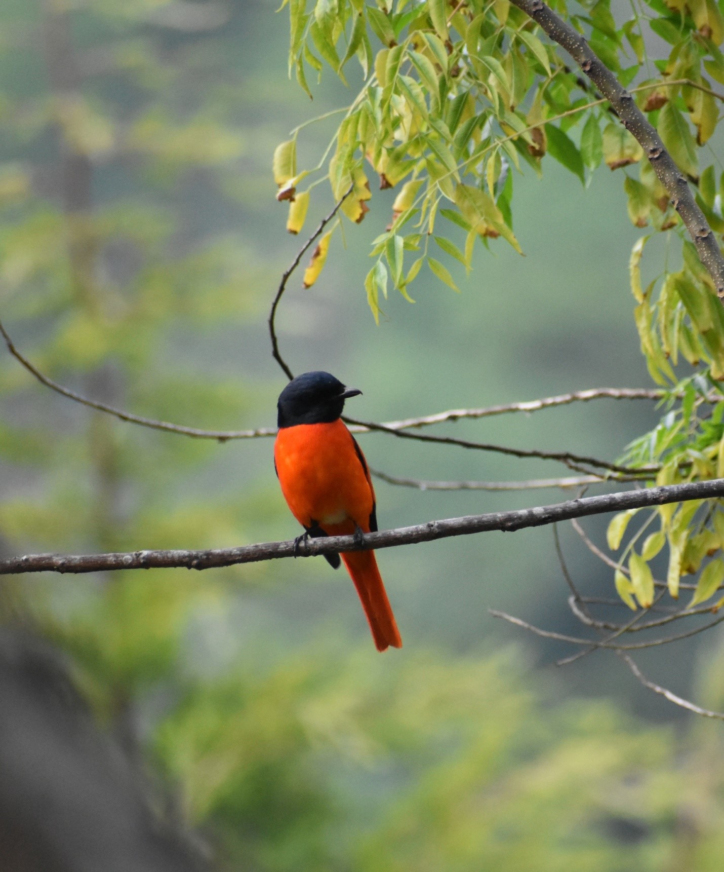 Scarlet Minivet